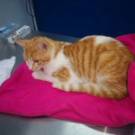 Oinatzak Albaitari Kontsulta (Lekeitio)