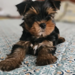 Centre Veterinari Onyar (Vilobí d'Onyar)