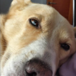 El VellMarí Centre Veterinari (Lloret de Mar)