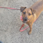 El VellMarí Centre Veterinari (Lloret de Mar)