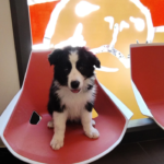 Grup Tècnic Veterinari - Vetàrea (Maçanet de la Selva)