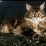 Centre Clinic Veterinari Mireia Balliu (Blanes)