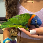 Centre Clinic Veterinari Mireia Balliu (Blanes)