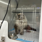 Centre Clinic Veterinari Mireia Balliu (Blanes)