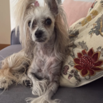 Centre Clinic Veterinari Mireia Balliu (Blanes)