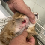 Centre Veterinari Antoni Triola (Ripoll)