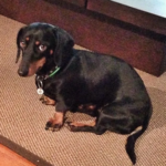 Canis Centre Veterinari (Girona)