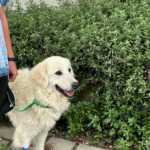 Canis Centre Veterinari (Girona)