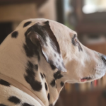 Canis Centre Veterinari (Girona)