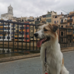 Centre d'ensinistrament Caní INFAHUND (Vidreres)