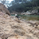 Centre d'ensinistrament Caní INFAHUND (Vidreres)