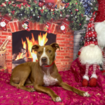 Centre d'ensinistrament Caní INFAHUND (Vidreres)