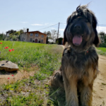 Centre d'ensinistrament Caní INFAHUND (Vidreres)