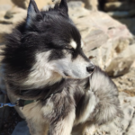 Clínica veterinària GATiGOS (Darnius)