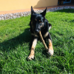 Centre d'ensinistrament Caní INFAHUND (Vidreres)