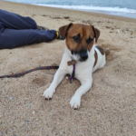 Centre d'ensinistrament Caní INFAHUND (Vidreres)