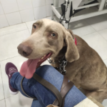 Centre Veterinari Riells (Riells i Viabrea)