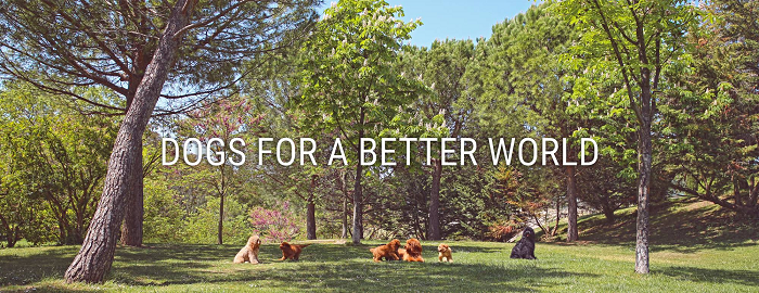 Clínica Veterinària Dog King (Sant Cugat del Vallès)