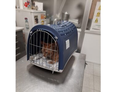 Clínica Veterinària Blanes (Blanes)