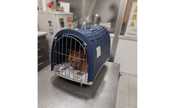 Clínica Veterinària Blanes (Blanes)