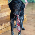 El VellMarí Centre Veterinari (Lloret de Mar)