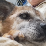 Medivet La Garena Clínica Veterinaria (Alcalá de Henares)