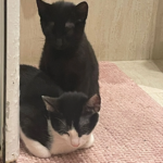 Hospital Veterinario Menes (Gijón)