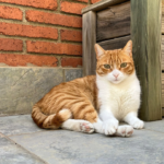 Deltavet (El Prat de Llobregat)