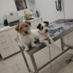 Deltavet (El Prat de Llobregat)