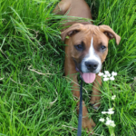 Deltavet (El Prat de Llobregat)