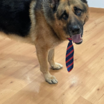 Joma Animals Sils (Sils)