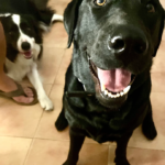 Centro Veterinario Omevic (Alhaurín de la Torre)