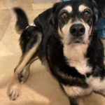 Centro Veterinario Omevic (Alhaurín de la Torre)