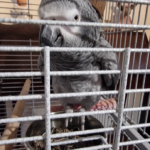 Centro Veterinario Omevic (Alhaurín de la Torre)