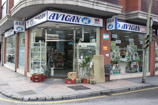 Nativus Avigan (Langreo)