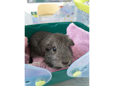 Consulta Veterinaria Fauna (Ceuta)