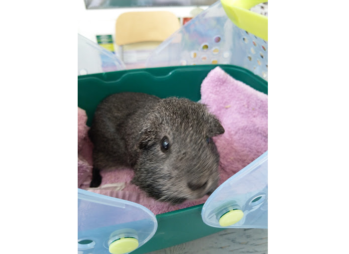 Consulta Veterinaria Fauna (Ceuta)