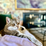 Kukura Veterinaris (Santa Cristina d'Aro)