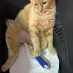 Alt Camp Veterinaris (Valls)