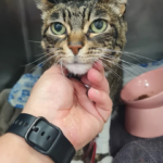 Centre Veterinari Can Vet (Lloret de Mar)