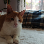 Clínica Veterinària l'Eriçó Blau (Sant Hilari de Sacalm)