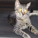 Clínica Veterinària Ignasi Mir (Lloret de Mar)