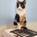 Alt Camp Veterinaris (Valls)