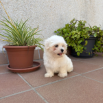 Minifauna Olot (Olot)