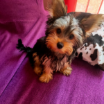 Mascotes Costa Brava (Ventalló)