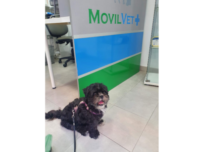 Movil Vet (Fuengirola)