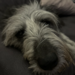Serveis Veterinaris de la Cerdanya (Puigcerdà)