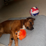 Centre Veterinari Can Vet (Lloret de Mar)