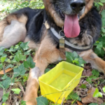 Centre Veterinari Can Vet (Lloret de Mar)