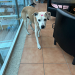 Prat de Cunit Clínica Veterinària (Cunit)